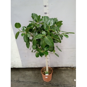 Ficus   ...