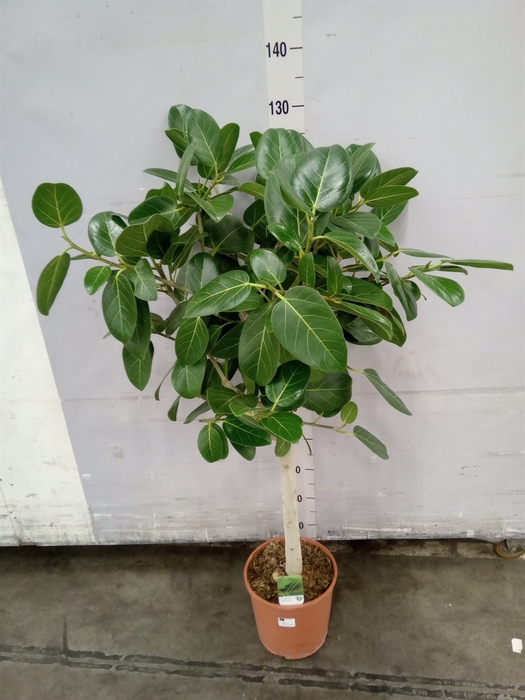 <h4>Ficus   ...</h4>