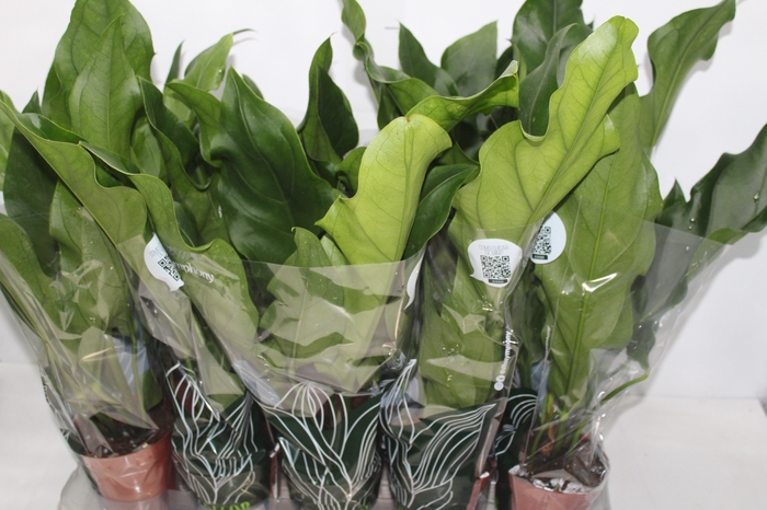 <h4>ANTHURIUM PLOWMANII P12</h4>