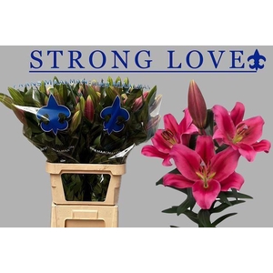 LI OT STRONG LOVE
