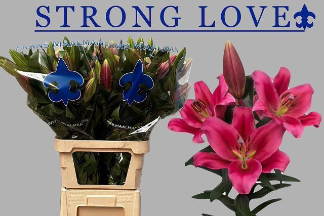 <h4>LI OT STRONG LOVE</h4>