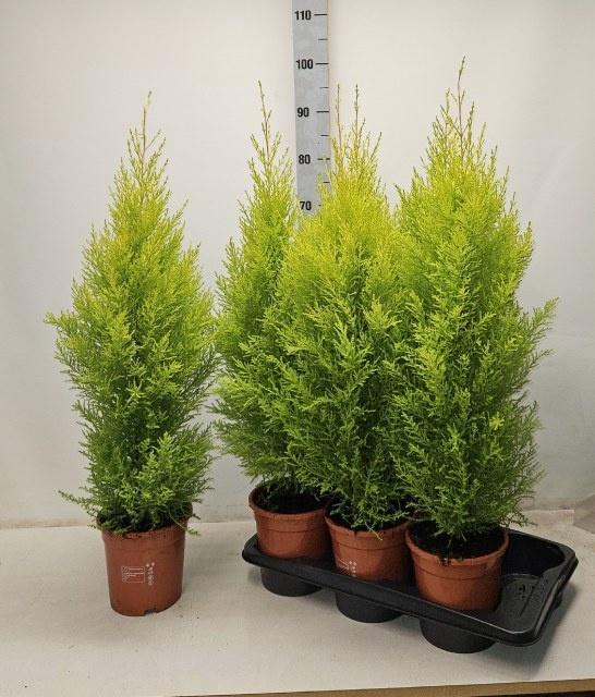 <h4>CUPR MA GOLDC WILMA</h4>