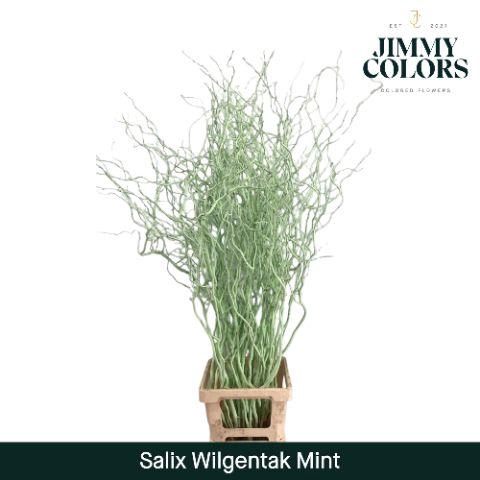 <h4>Salix Golden Curls Mint</h4>