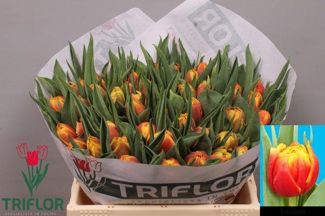 <h4>TU DU EDITION</h4>