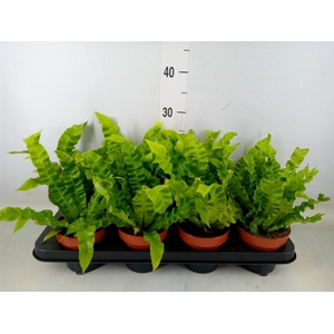 Asplenium nidus 'Crispy Wave'