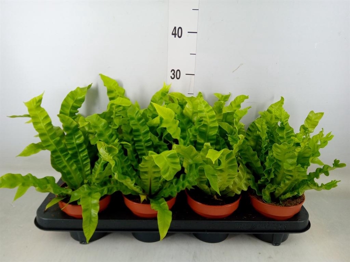 <h4>Asplenium nidus 'Crispy Wave'</h4>