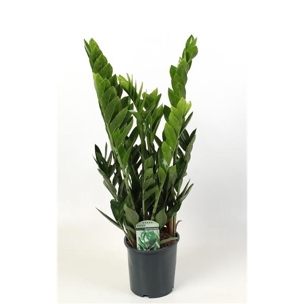<h4>Zamioculcas zamiifolia</h4>