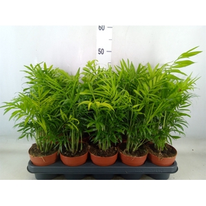 Chamaedorea elegans