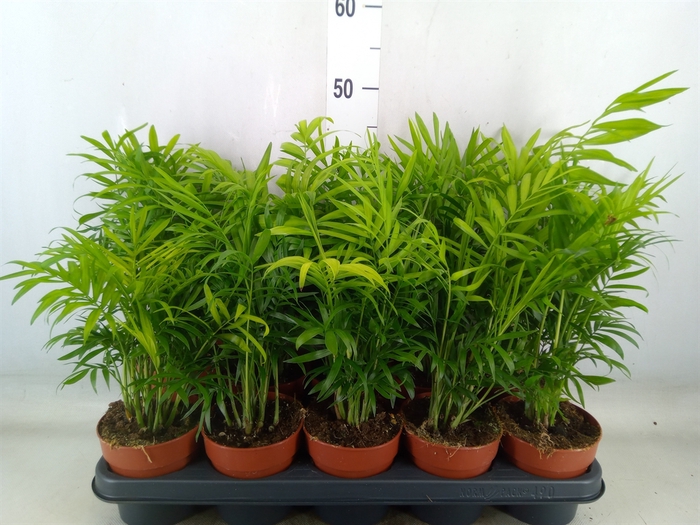 <h4>Chamaedorea elegans</h4>