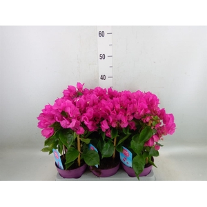 Bougainvillea  'Vera Dp Purple Imp'