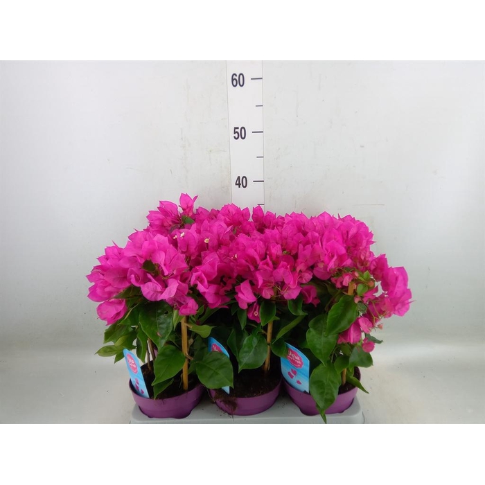 <h4>Bougainvillea  'Vera Dp Purple Imp'</h4>