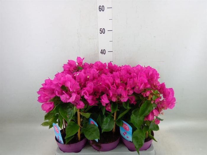 <h4>Bougainvillea  'Vera Dp Purple Imp'</h4>