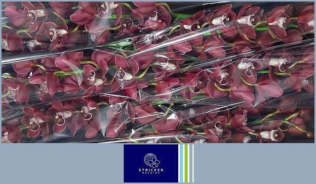 <h4>CYMB T HADES</h4>