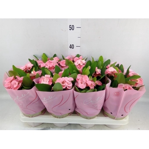 Euphorbia milii 'Charlotte'