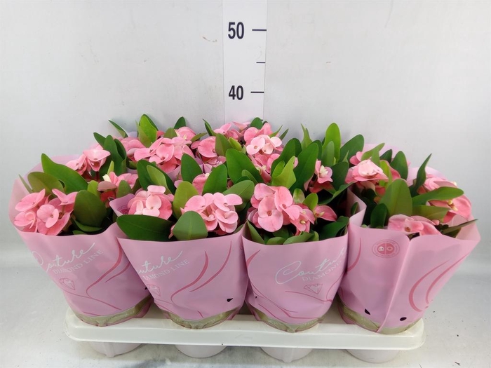 <h4>Euphorbia milii 'Charlotte'</h4>