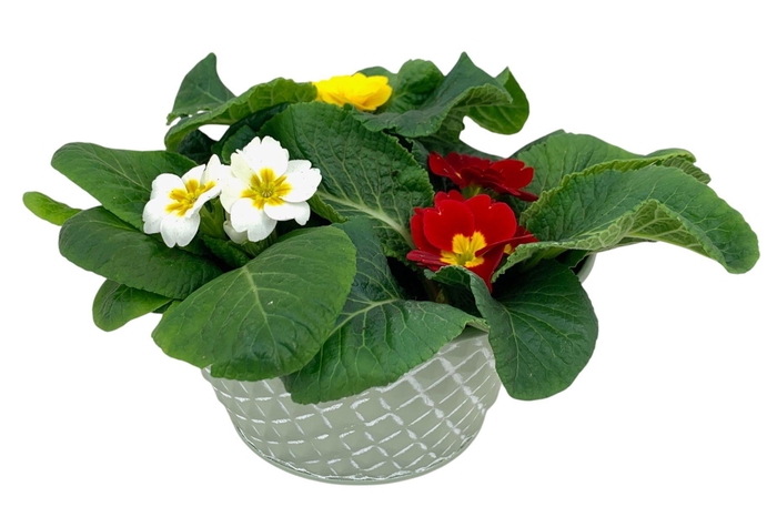 <h4>Primula Zink Groen (3x Prim)</h4>