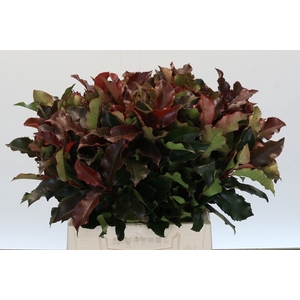 Photinia Magical Volcano