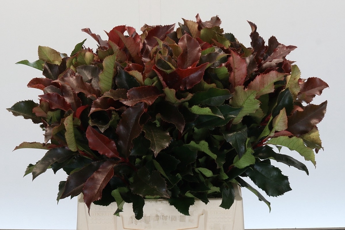 <h4>Photinia Magical Volcano</h4>