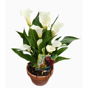 Zantedeschia Garden Dream 'Captain Fresco' in rustieke pot