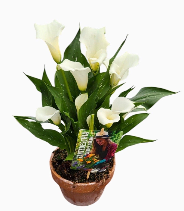<h4>Zantedeschia Garden Dream 'Captain Fresco' in rustieke pot</h4>