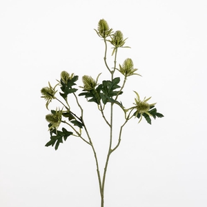AF Eryngium L69cm Green