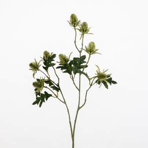 AF Eryngium L69cm Green
