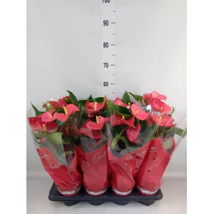 Anthurium andr. 'Casparo'