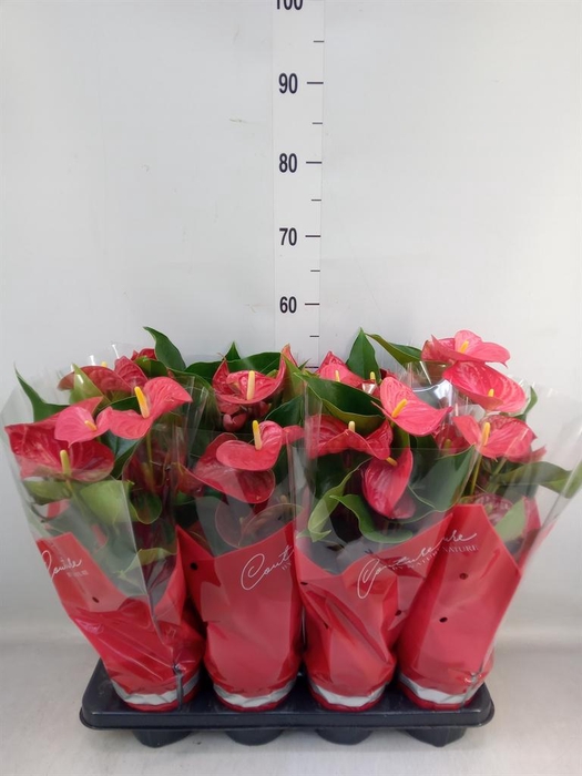 <h4>Anthurium andr. 'Casparo'</h4>