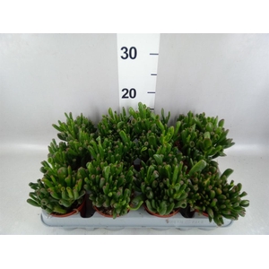 Crassula ovata 'Gollum'