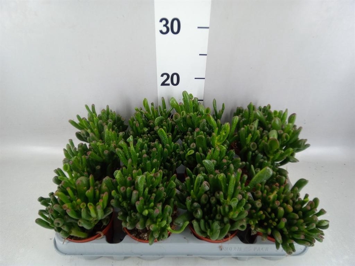 <h4>Crassula ovata 'Gollum'</h4>