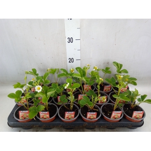 Fragaria   ...
