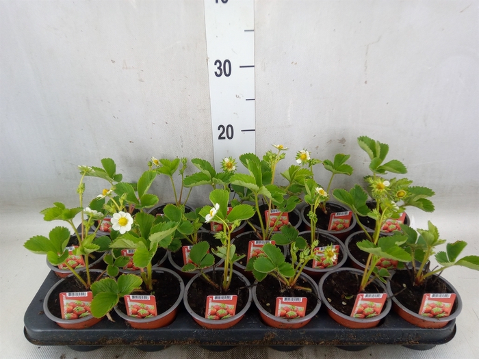 <h4>Fragaria   ...</h4>