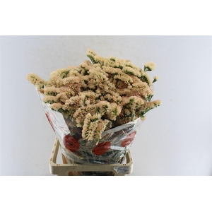 Lim S Sin Ho Apricot