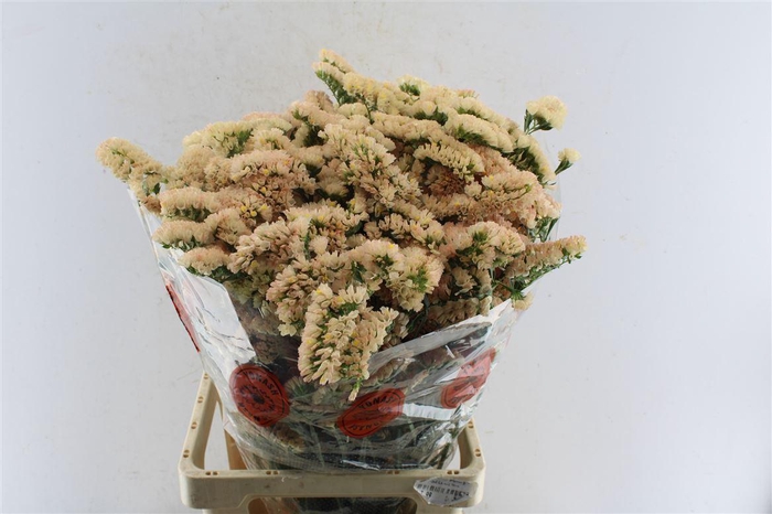 <h4>Lim S Sin Ho Apricot</h4>