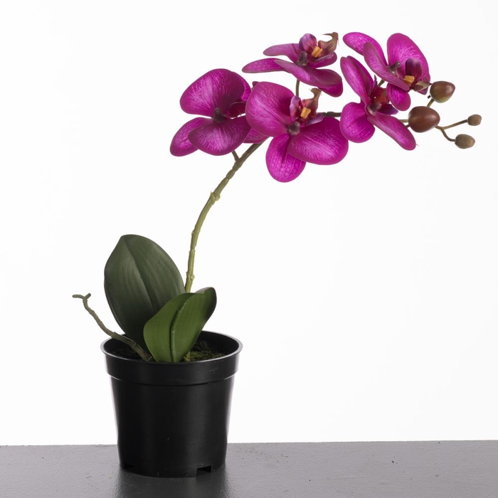 <h4>Af Phalaen Pot 35cm Purple</h4>