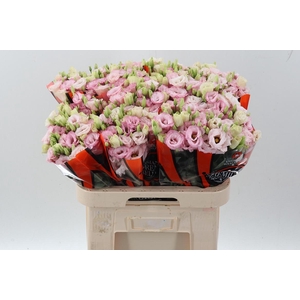 Eus G Lisanne L Pink