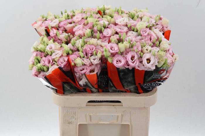 <h4>Eus G Lisanne L Pink</h4>