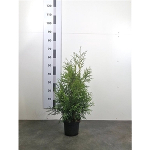 Thuja occ. 'Brabant'