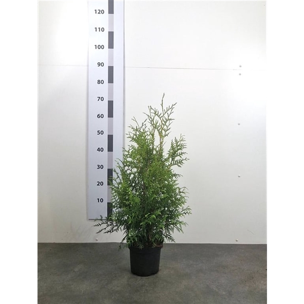 <h4>Thuja occ. 'Brabant'</h4>