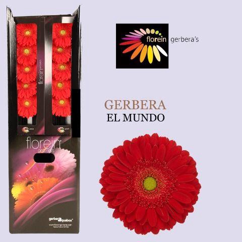 <h4>Gerbera aquabox el mundo</h4>