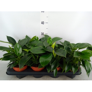 Philodendron  'Green Princess'