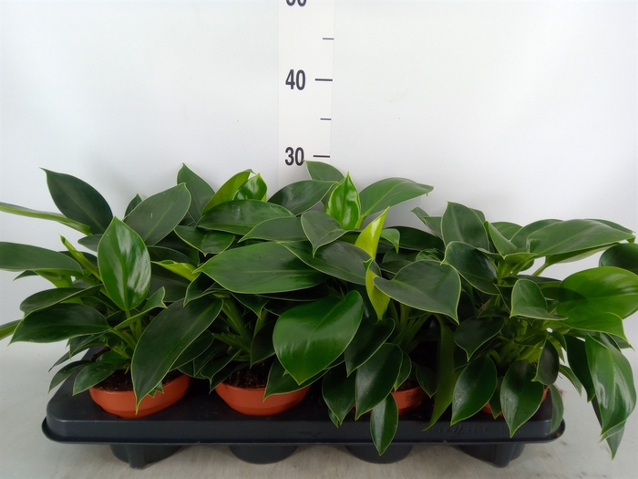 <h4>Philodendron  'Green Princess'</h4>