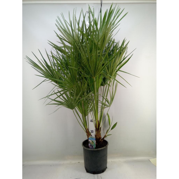 <h4>Chamaerops humilis</h4>