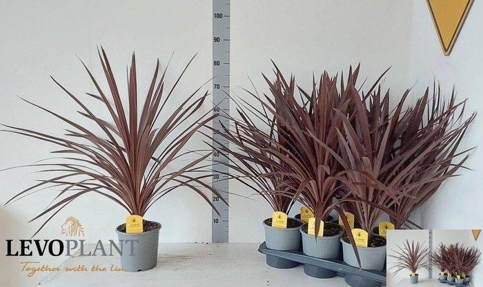 <h4>CORD AUS RED STAR</h4>