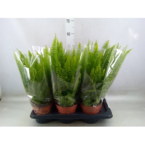 Nephrolepis exal. 'Green Lady'