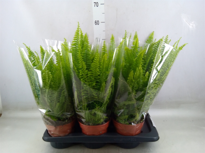 <h4>Nephrolepis exal. 'Green Lady'</h4>