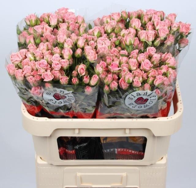 <h4>Rosa TR 'ODILIA'</h4>
