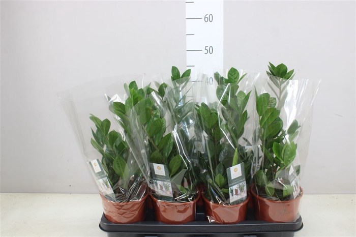 Zamioculcas 4+