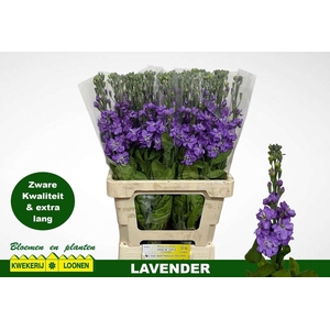 MATTH MILLA LAVENDER