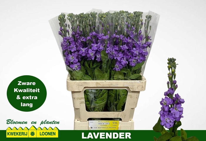 <h4>MATTH MILLA LAVENDER</h4>